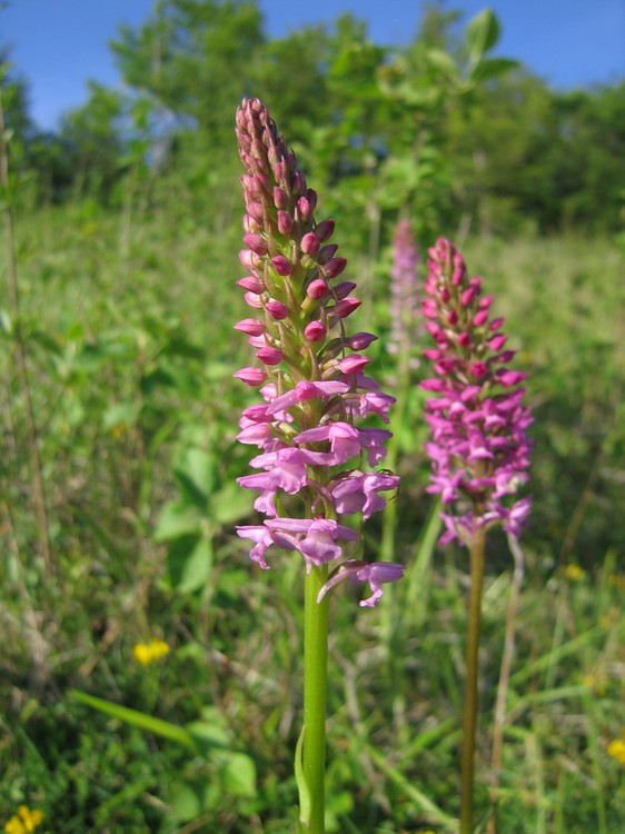 Gymnadenia conopsea